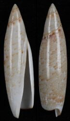 Terebellum terebellum