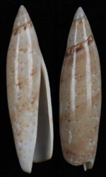 Terebellum terebellum