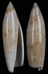 Terebellum terebellum