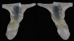 Malleus albus