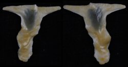 Malleus albus
