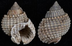 Nassarius conoidalis