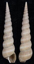 Acrilla acuminata