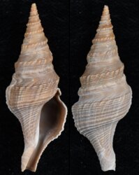 Turricula javana