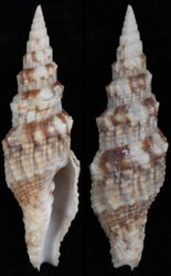 Vexillum mirabile