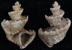 Trigonostoma scalare