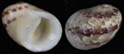 Nerita polita
