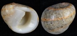 Nerita polita