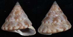 Calliostoma zizyphinum