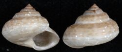 Gaza sericata