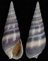 Bullia vittata