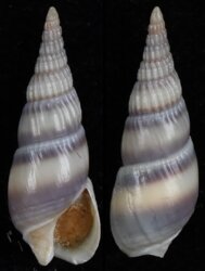 Bullia vittata
