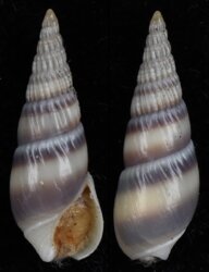 Bullia vittata