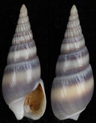 Bullia vittata