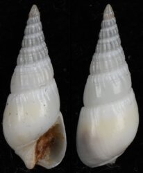 Bullia vittata