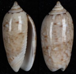 Oliva flammulata