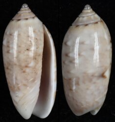 Oliva flammulata