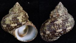 Turbo brunneus