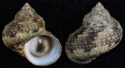 Turbo brunneus
