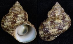 Turbo brunneus