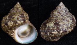 Turbo brunneus