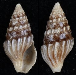 Clionella kraussii