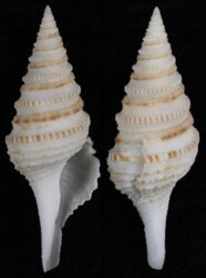 Gemmula kieneri