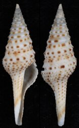 Unedogemmula indica