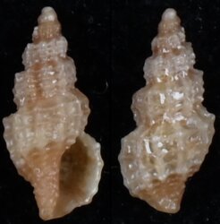 Tritonoturris capensis