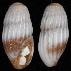 Iredalea pupoidea