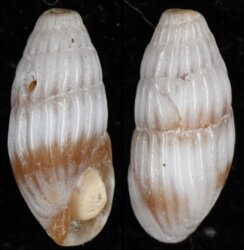 Iredalea pupoidea
