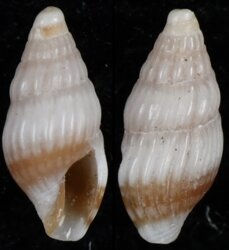 Iredalea pupoidea