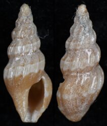 Clavus papilio