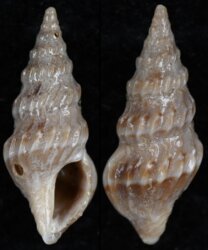 Clavus papilio