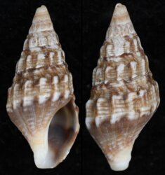 Clionella subventricosa kaffraria