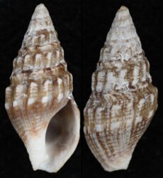 Clionella subventricosa kaffraria