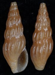 Crassiclava layardi
