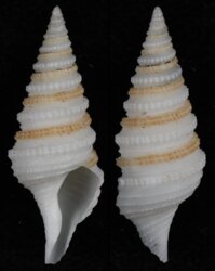 Oliveragemmula diomedea