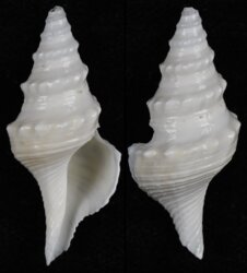 Turricula javana