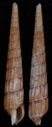 Clathoterebra mactanensis