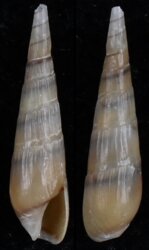 Hastula aciculina