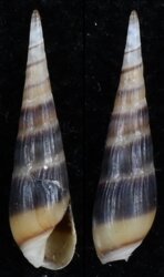 Hastula aciculina