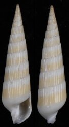 Hastula alboflava