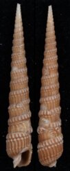 Terebra fenestrata