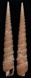 Terebra fenestrata