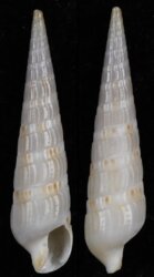 Hastulopsis loisae