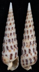 Terebra ornata