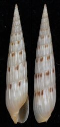 Hastula lepida