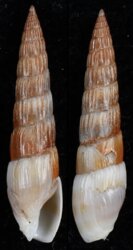 Hastula hastata