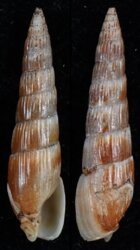 Hastula hastata
